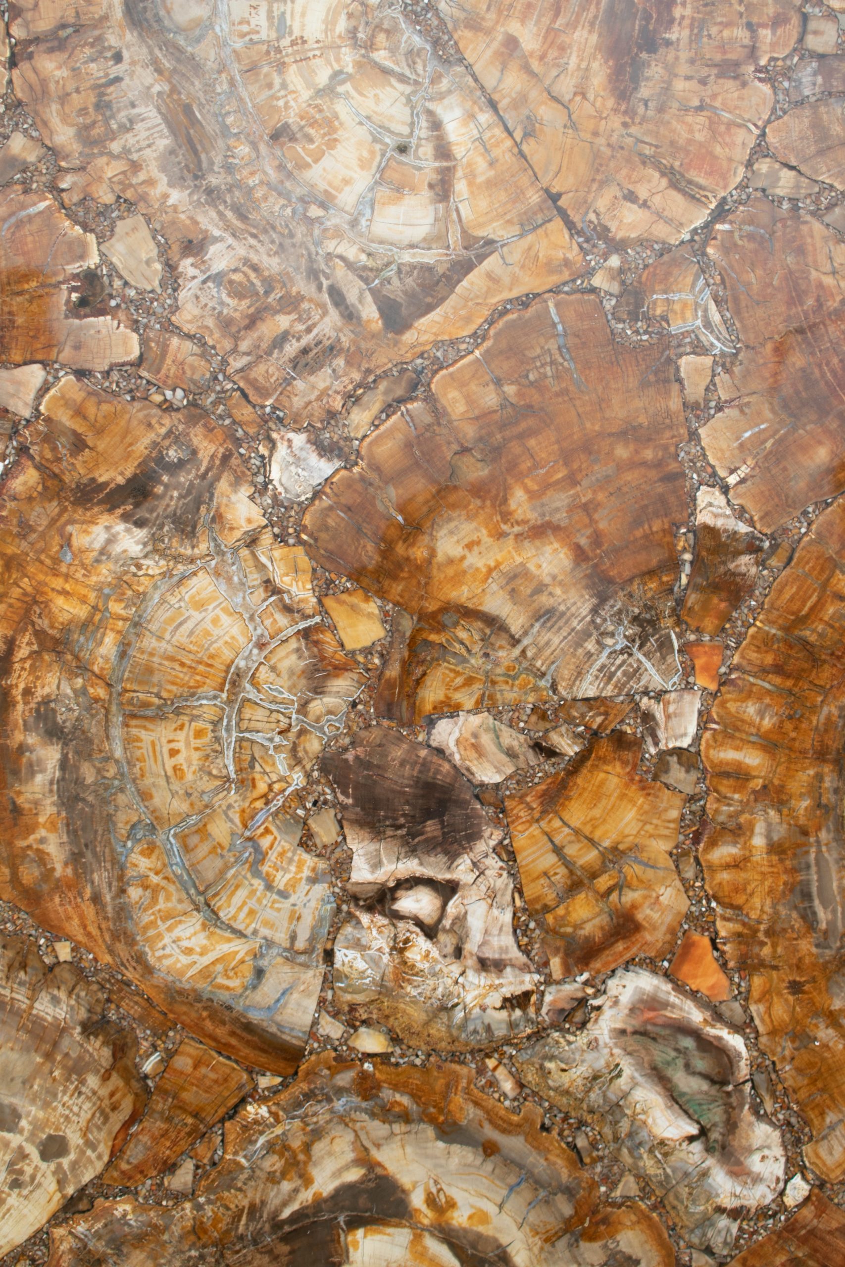 Mesa de Mosaico de Tronco de Árbol Fosilizado